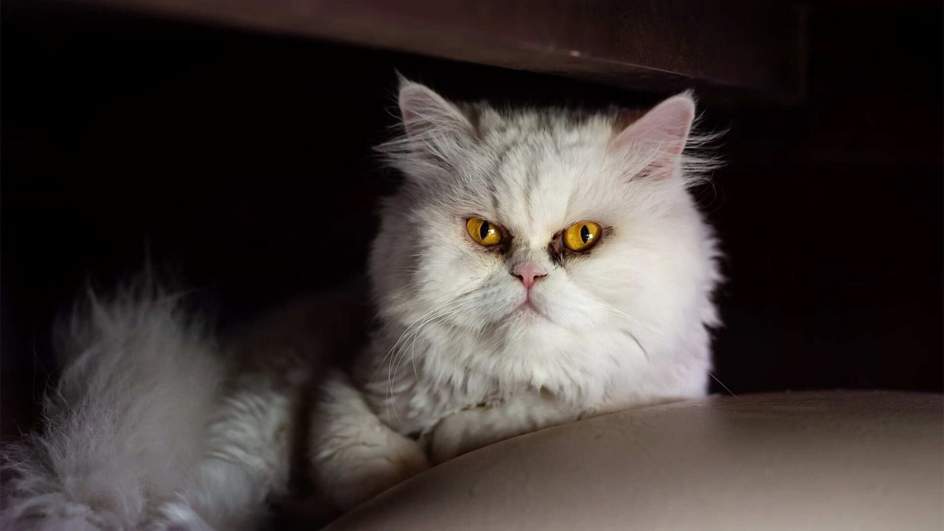 体育新闻中心助力传统体育项目数字资产重塑，体育数字化建设